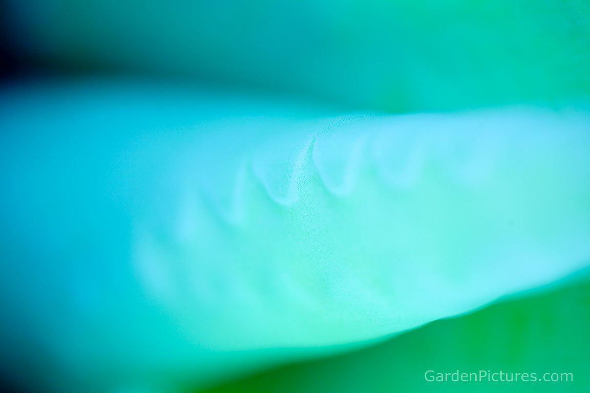 abstract-green-desktop-background-1.jpg