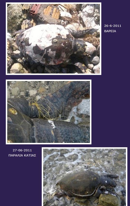 iikareta