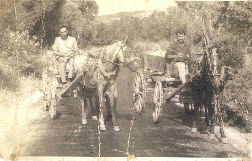 Αμαξάδες μετέφεραν τις ελιές και τα σύκα