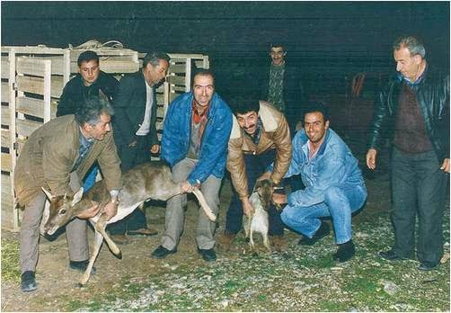 Μέλη του Κυνηγετικού Συλλόγου Αγιάσου πριν από αρκετά χρόνια απελευθερώνουν ελάφια στα βουνά της περιοχής. Λίγα όμως επιβιώνουν σήμερα.