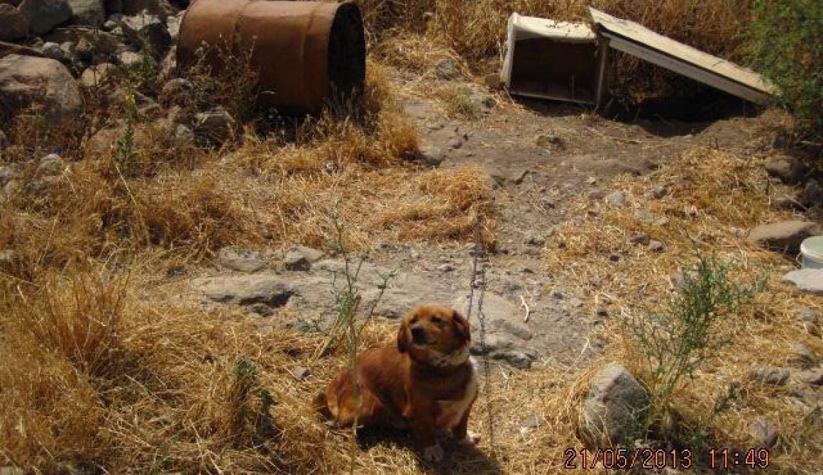 Επανέλεγχοι για βαρελόσκυλα σε Άντισσα, Χίδηρα και Βατούσα