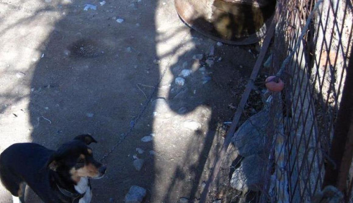 Lesvosnews Λέσβος Μυτιλήνη βαρεσόσκυλα