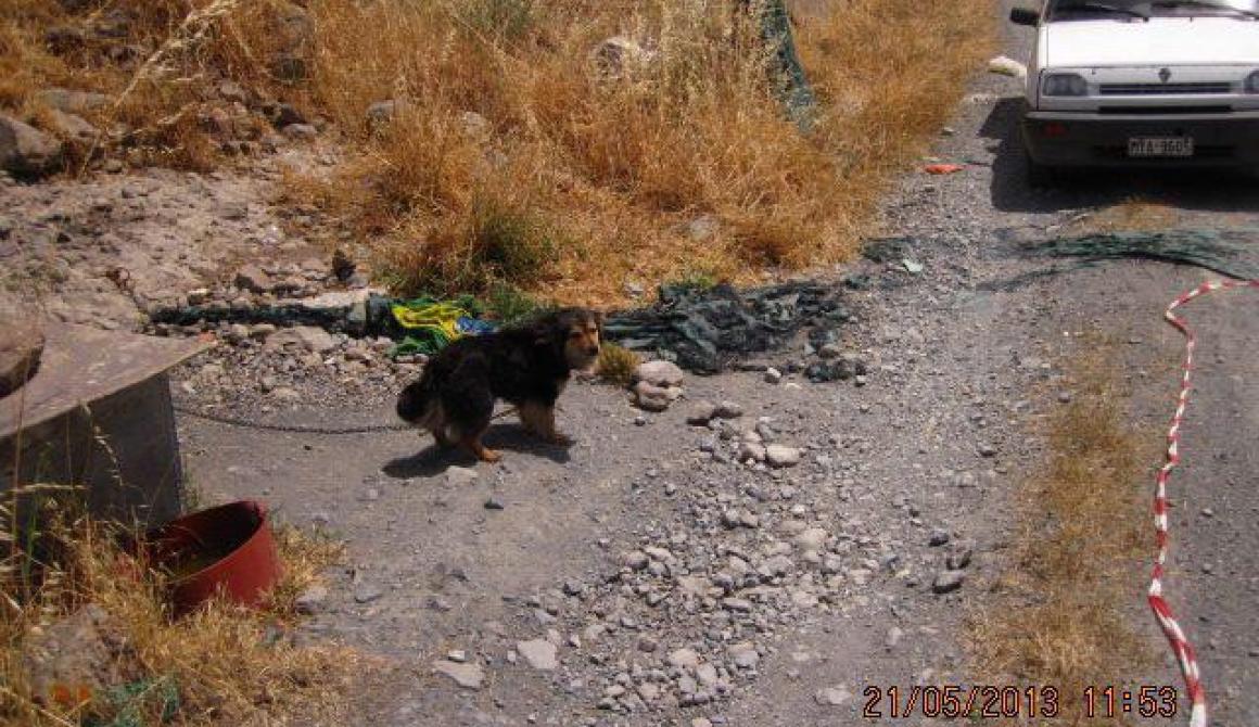 Επανέλεγχοι για βαρελόσκυλα σε Άντισσα, Χίδηρα και Βατούσα
