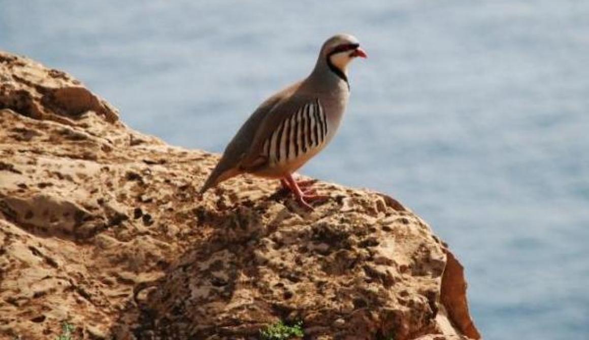 Διενέργεια ελέγχων θήρας στον Άγιο Ευστράτιο