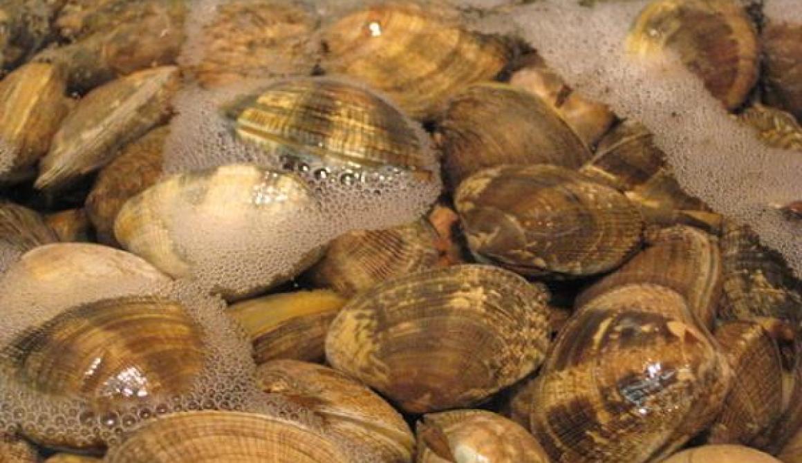 Γιγάντια αχιβάδα ανακαλύφθηκε στην Αυστραλία
