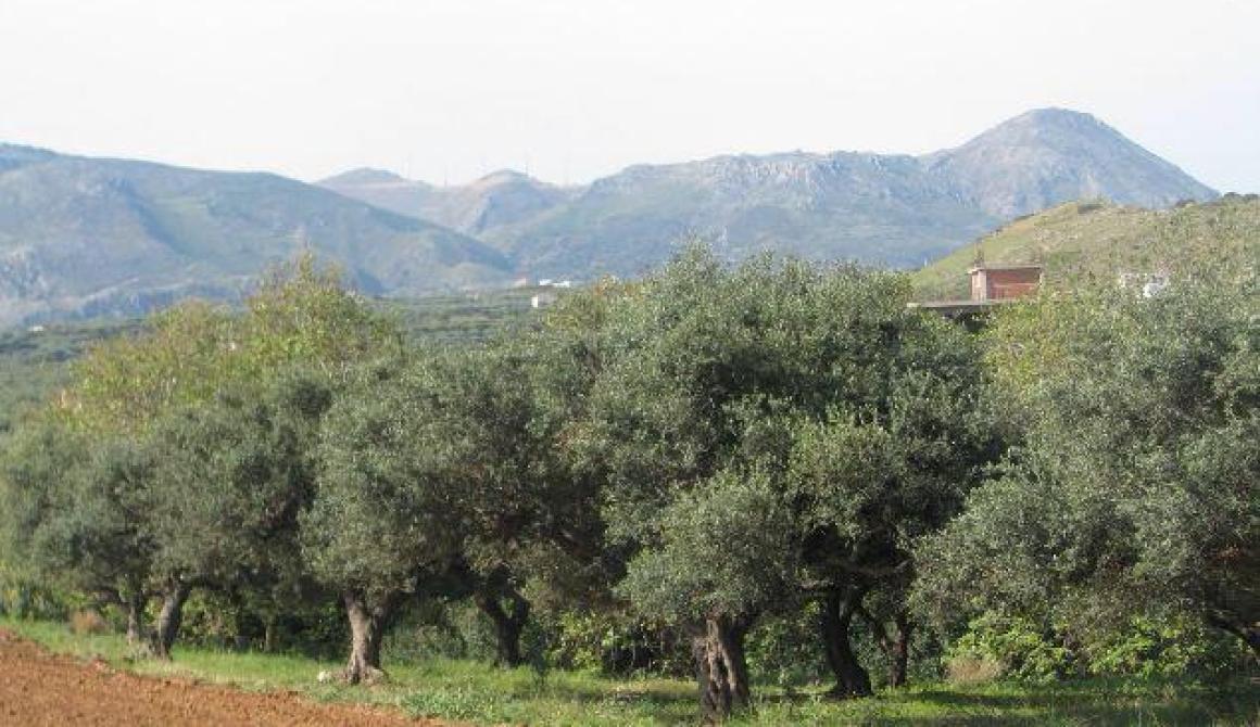 Ξεκινάει η δακοκτονία στη Λέσβο