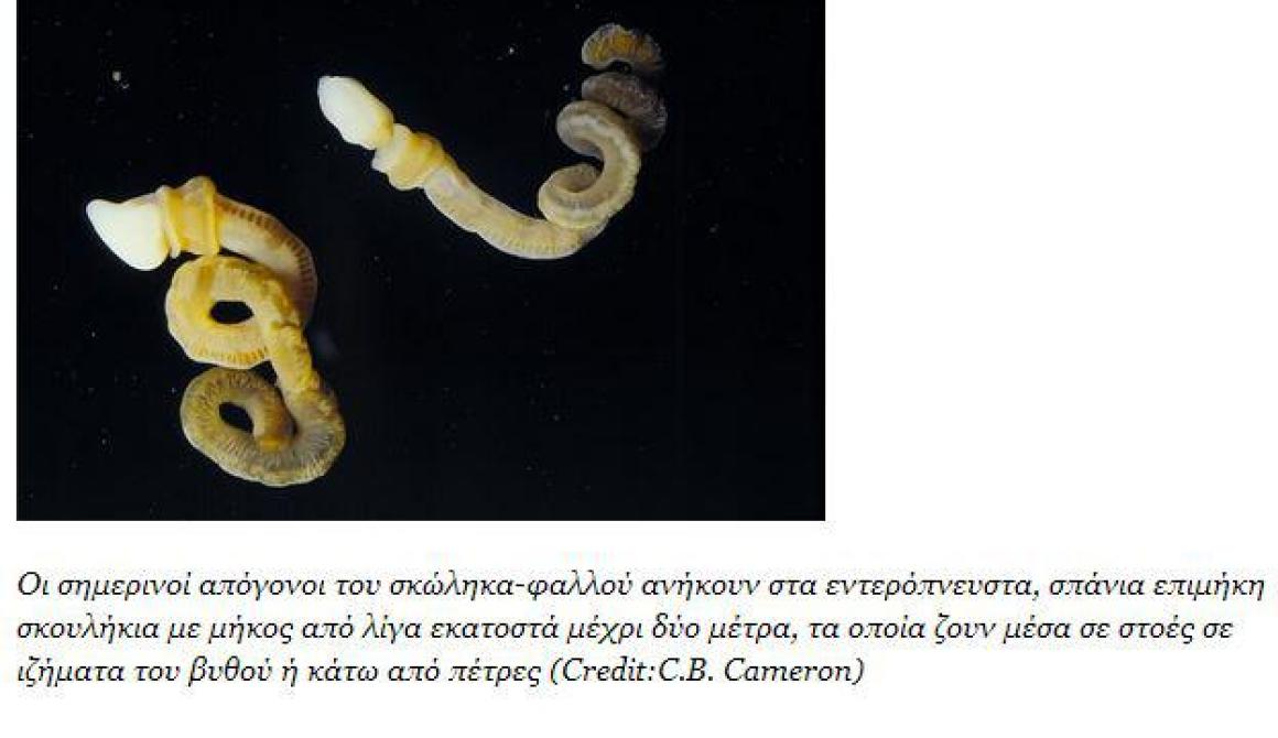 Ιδού το σκουλήκι-«φαλλός»