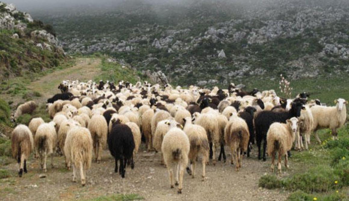 ΣΥΡΙΖΑ Λέσβου για τα βοσκοτόπια: «Στο σπίτι του κρεμασμένου δεν μιλάνε για σκοινί»