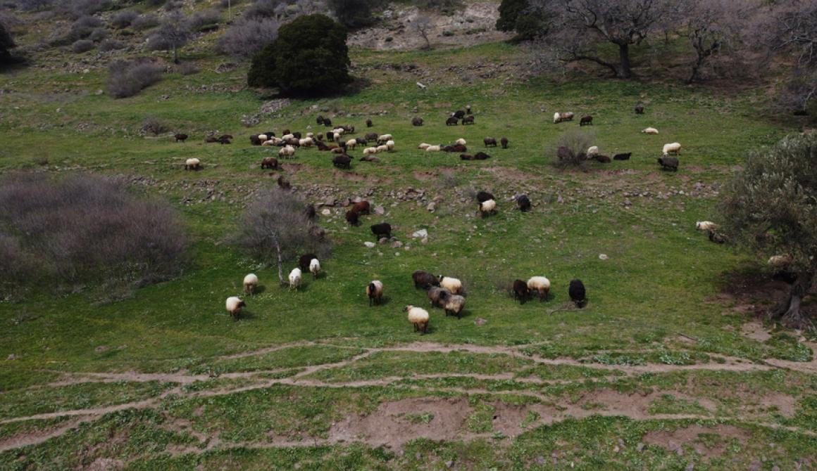 	Φωτογραφία από drone εικονίζει πρόβατα που βόσκουν στην Πελόπη Λέσβου, 