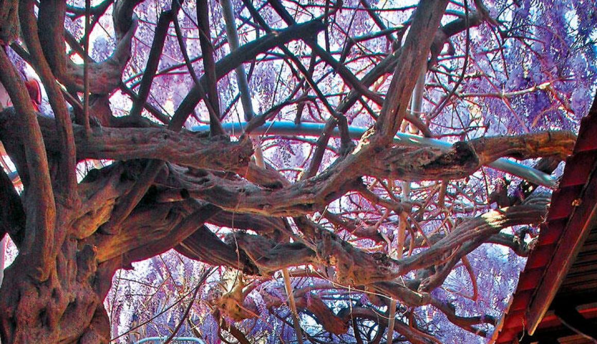 Τα ολάνθιστα σαλκίμια «σκεπάζουν» τον δρόμο της αγοράς