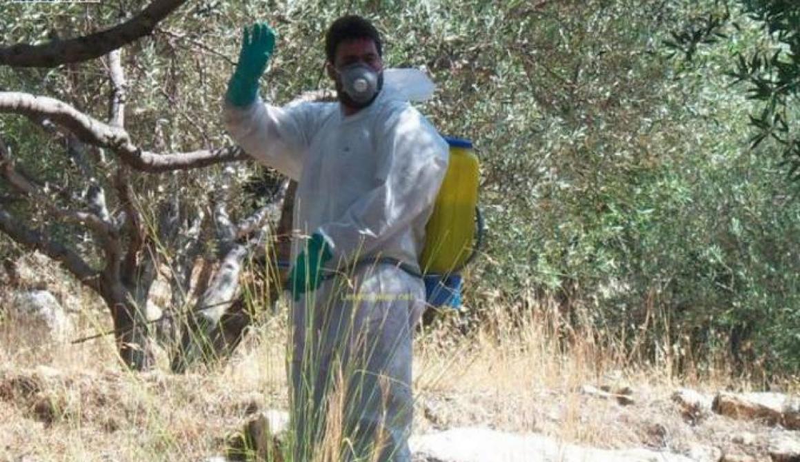 Αποκλειστικό: Ξεκινάει η δακοκτονία στη Λέσβο