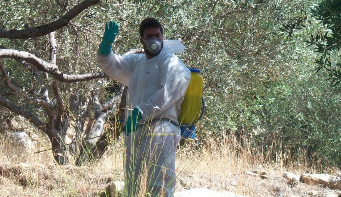 Δευτέρα 3 Σεπτεμβρίου ξεκινάει ο δεύτερος ψεκασμός για το δάκο