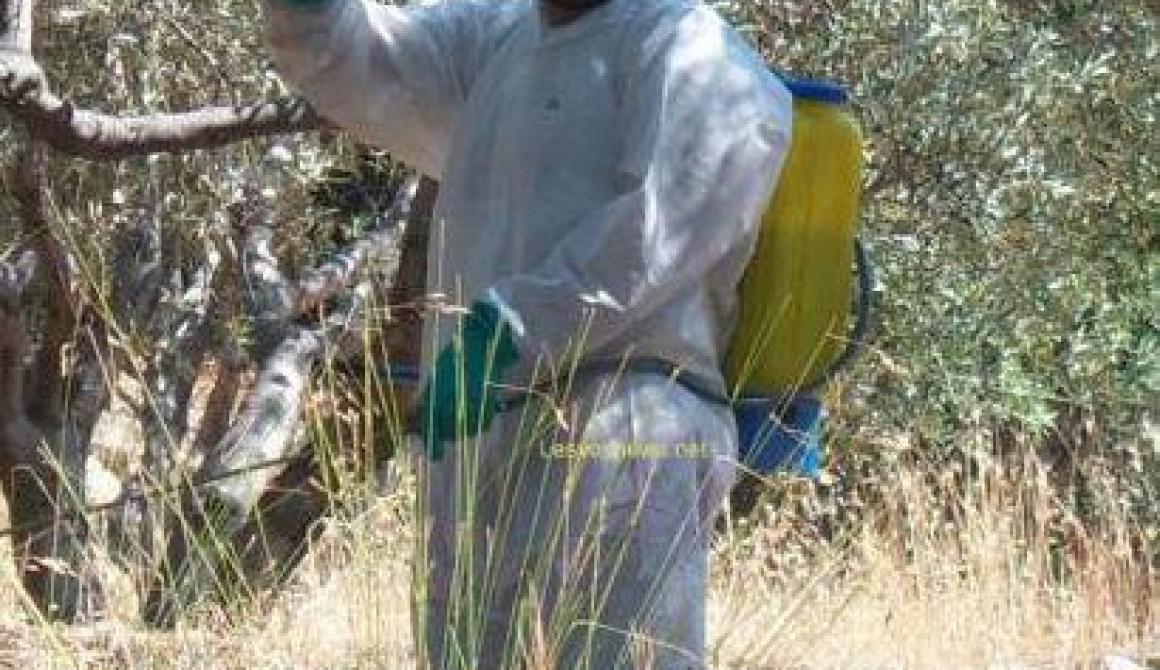 Τετάρτη 17 Οκτωβρίου ξεκινάει ο τελευταίος ψεκασμός για τη καταπολέμηση του δάκου