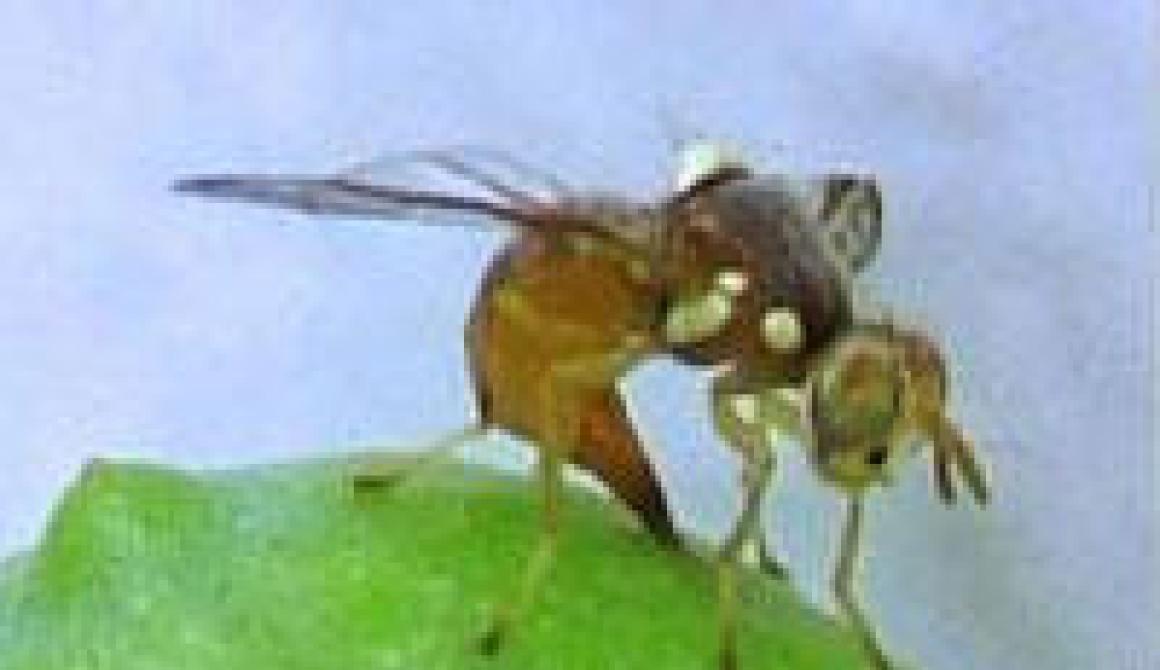 δακοκτονία Λέσβος Lesvosnews