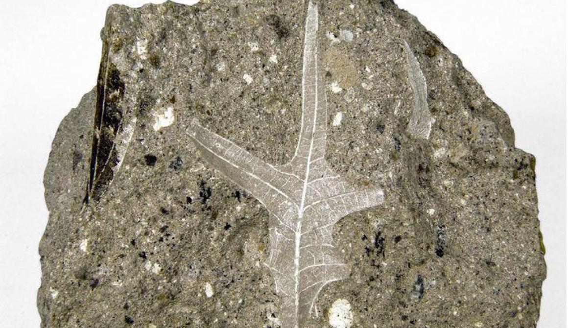 Μεγάλη έκθεση του Απολιθωμένου Δάσους Λέσβου στη Γερμανία