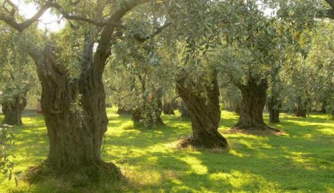 Η πρώτη ανάρτηση για πληρωμή 436  βιοκαλλιεργητών