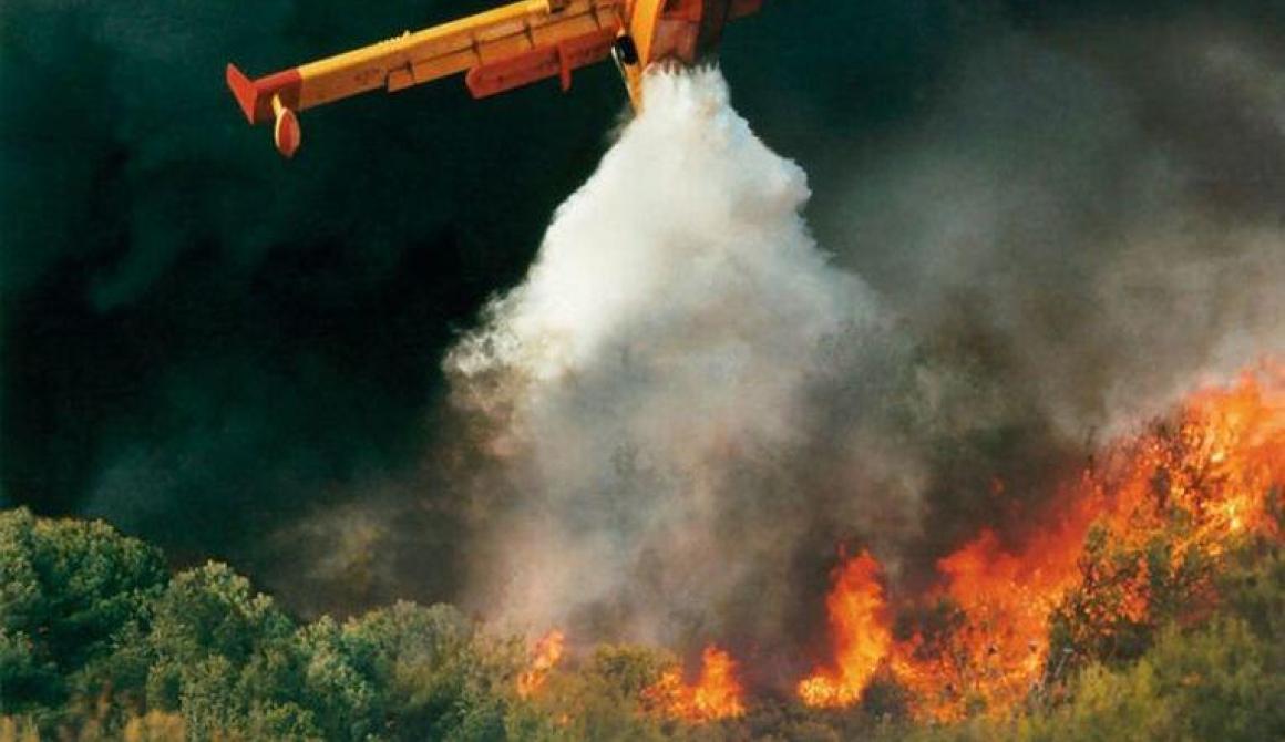 Ανακοίνωση από το Σύλλογο εργαζομένων ΑΔΑ για την προστασία του δασικού πλούτου