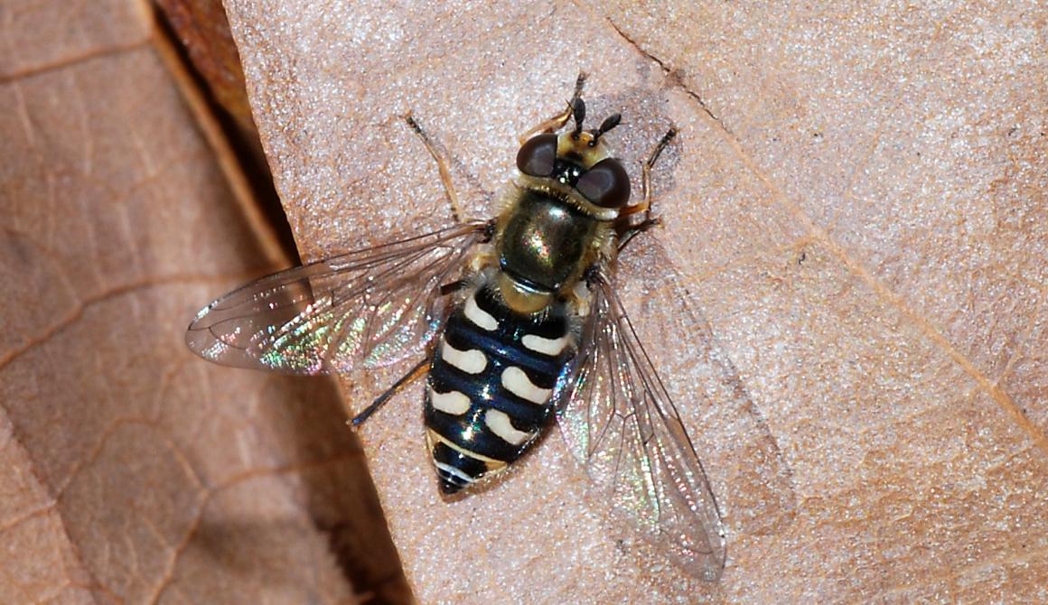  στοχευμένης δειγματοληψίας ενήλικων συρφιδών (Diptera: Syrphidae) 