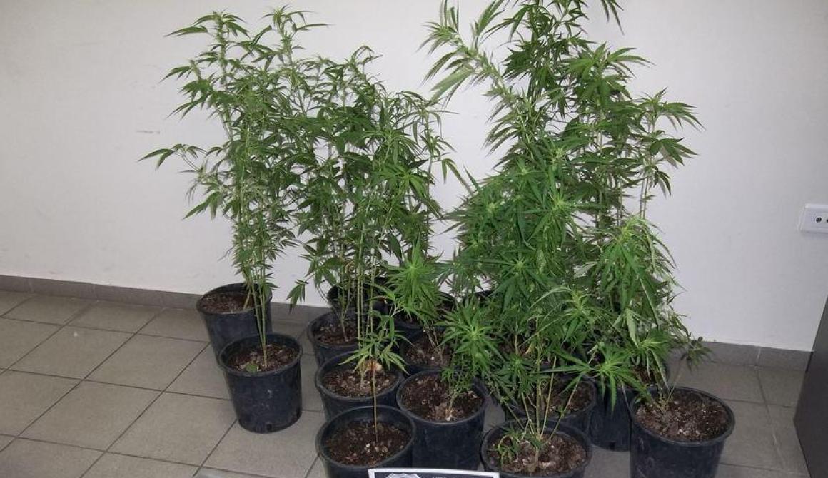 31χρονος στο Ίππειος Λέσβου με φυτώριο χασίς