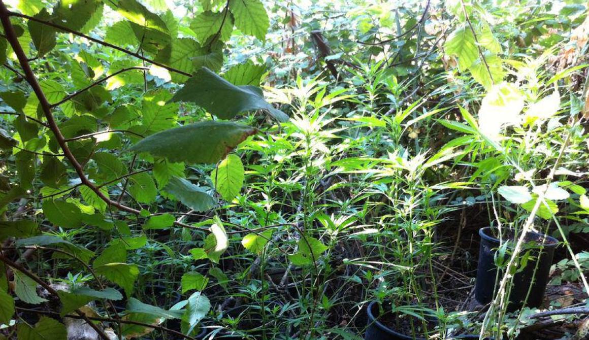 31χρονος στο Ίππειος Λέσβου με φυτώριο χασίς