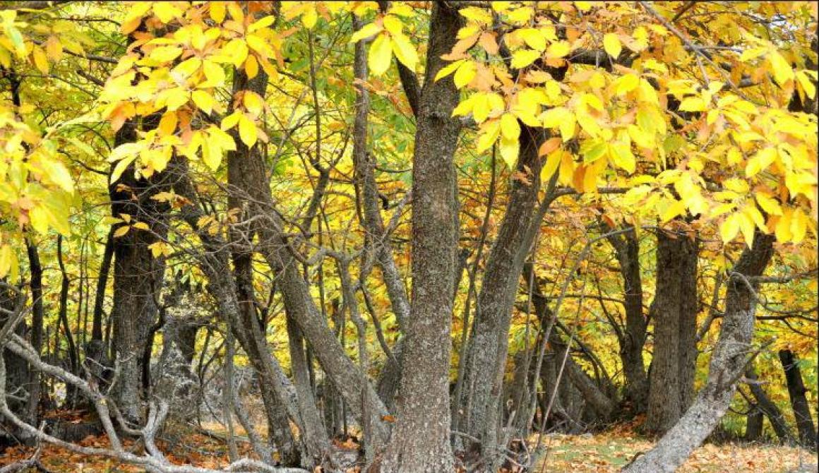 Καλά νέα για τον καστανιώνα της Αγιάσου - 100.000 εμβόλια από τώρα και  μέχρι το 2016