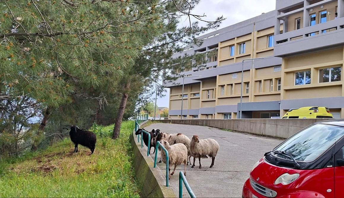 Πρόβατα στον προαύλιο χώρο του Νοσοκομείου Μυτιλήνης 