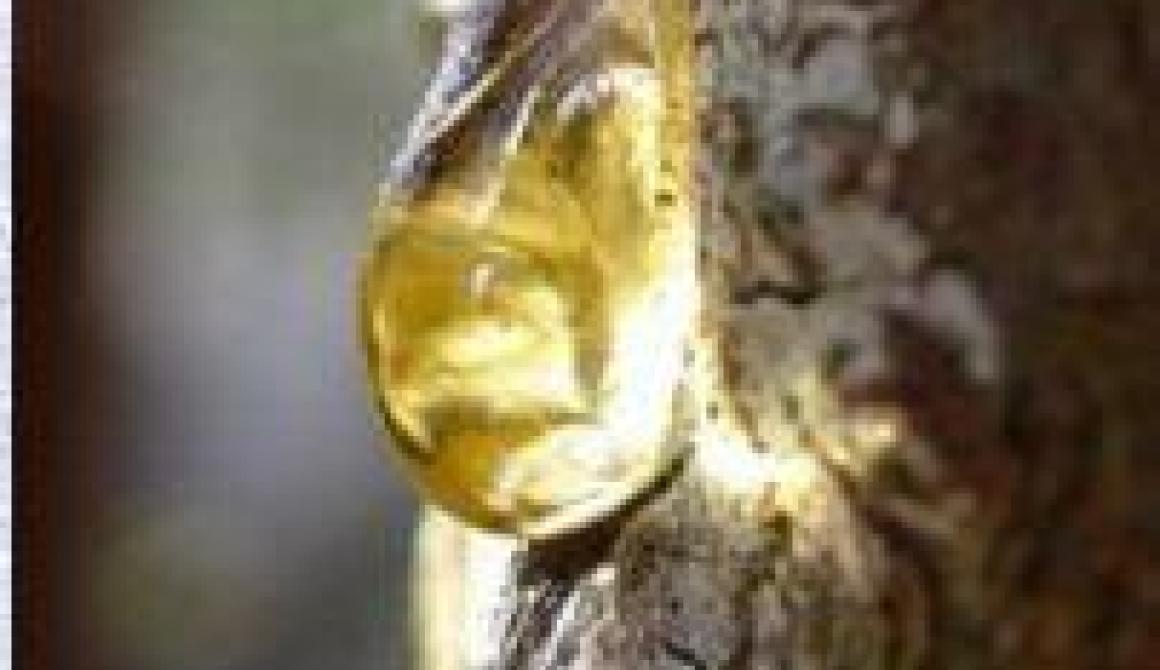 Γιορτή της ρητίνης στο Αμπελικό