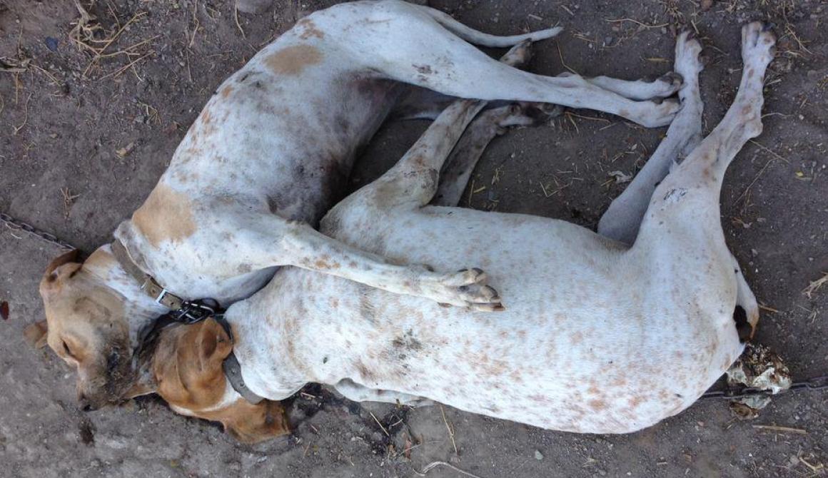 Ερεσός Lesvosnews θανάτωση σκύλων