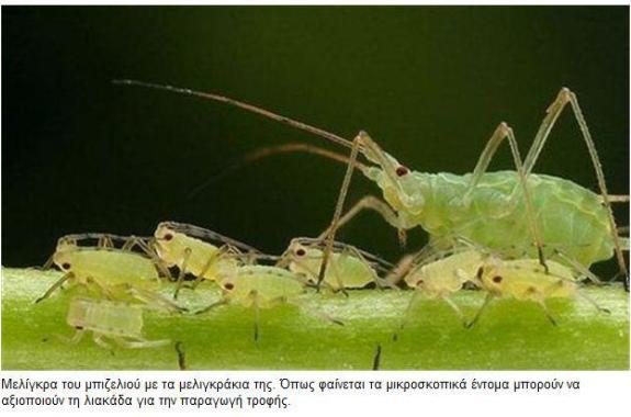 Η πρώτη ζωική φωτοσύνθεση