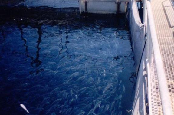 Π.Βογιατζής προς Υπουργό Αγροτικής Ανάπτυξης σχετικά με ιό NODA στα εκτρεφόμενα είδη ιχθύων