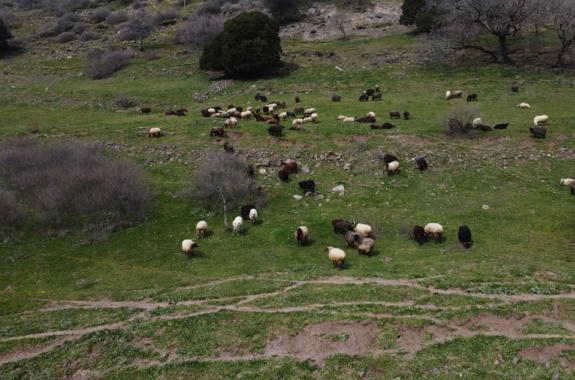 	Φωτογραφία από drone εικονίζει πρόβατα που βόσκουν στην Πελόπη Λέσβου, 