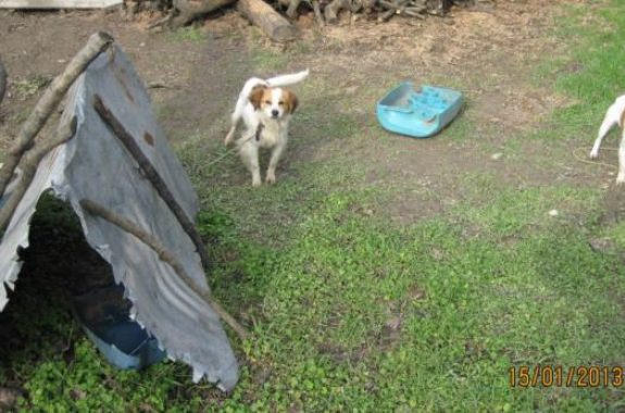 Εκατοντάδες τα βαρελόσκυλα που ζούν μαρτυρικά στη Λέσβο