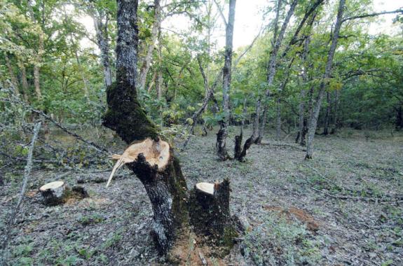 Αντιμετώπιση του φαινομένου της λαθροΰλοτομίας στη Λέσβο