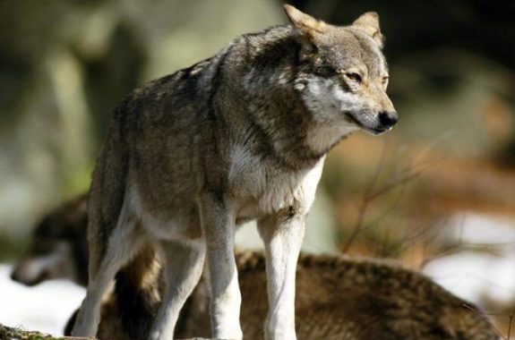 Από τους λύκους της Ευρώπης προέρχονται οι σκύλοι