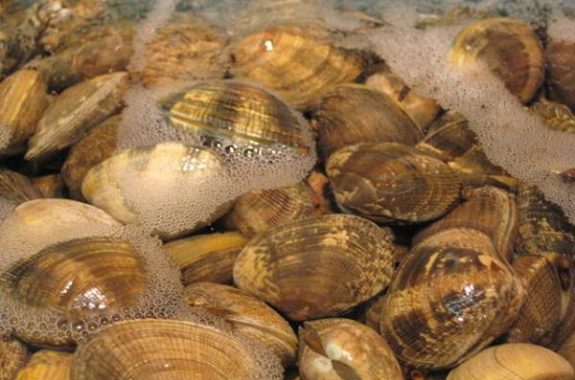 Γιγάντια αχιβάδα ανακαλύφθηκε στην Αυστραλία