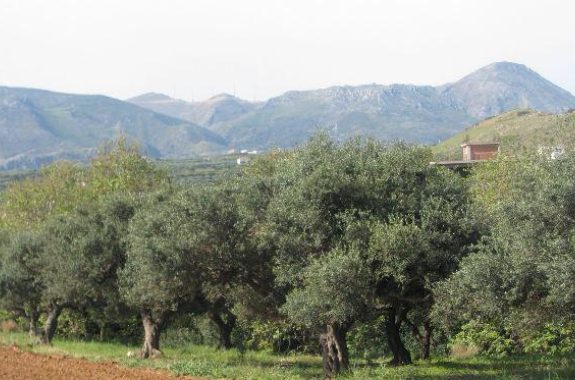 Ξεκινάει η δακοκτονία στη Λέσβο