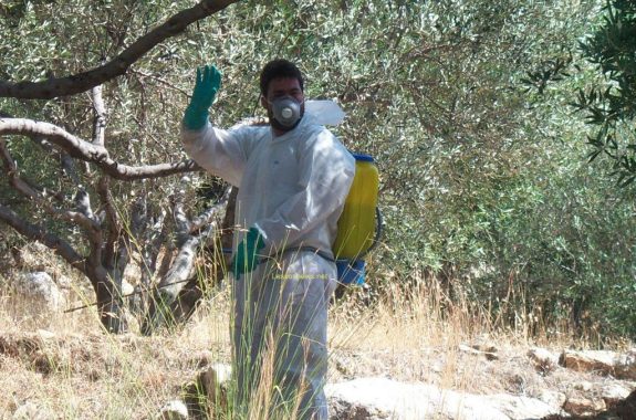 Δευτέρα 3 Σεπτεμβρίου ξεκινάει ο δεύτερος ψεκασμός για το δάκο