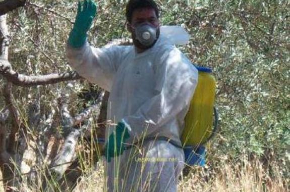 Τετάρτη 17 Οκτωβρίου ξεκινάει ο τελευταίος ψεκασμός για τη καταπολέμηση του δάκου