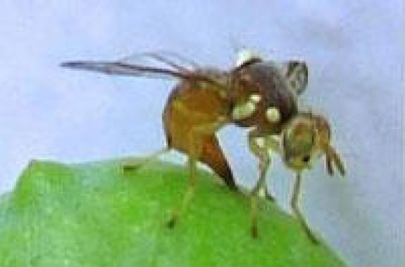 δακοκτονία Λέσβος Lesvosnews