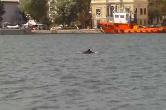 Δελφίνια στο λιμάνι της Μυτιλήνης