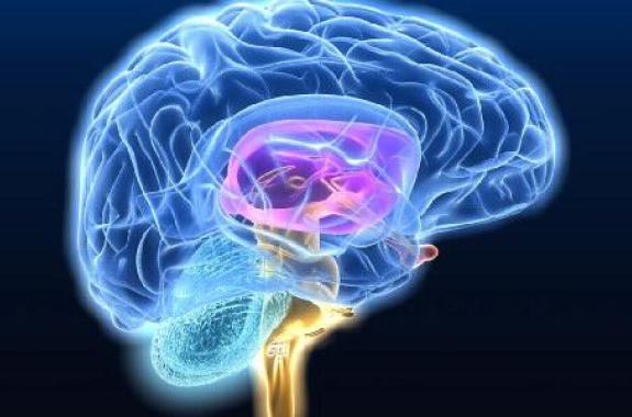 Ο εγκέφαλος έχει... "αποχευτευτικό" σύστημα