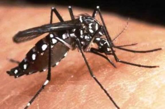 Ιός Δυτικού Νείλου: ξεπέρασαν τα 40 τα κρούσματα