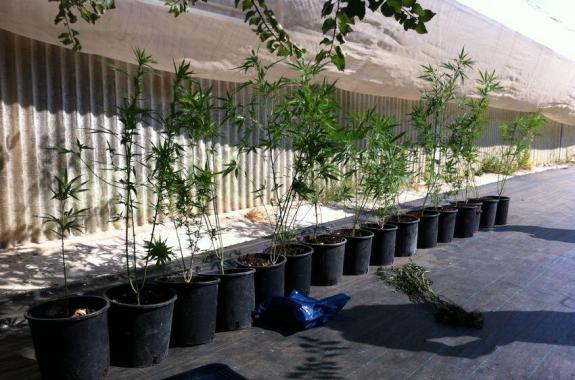 31χρονος στο Ίππειος Λέσβου με φυτώριο δενδρυλλίων κάνναβης Lesvosnews