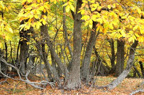 Στο Πράσινο Ταμείο ο εμβολιασμός του καστανιώνα της Αγιάσου