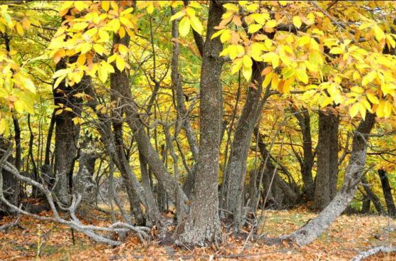 Καλά νέα για τον καστανιώνα της Αγιάσου - 100.000 εμβόλια από τώρα και  μέχρι το 2016