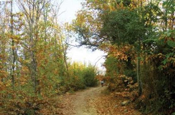 Παρέμβαση Χριστιάνας Καλογήρου για τον καστανιώνα Αγιάσου