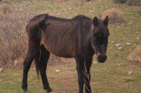 Λέσβος: άφησε το άλογό του να πεθάνει από ασιτία 