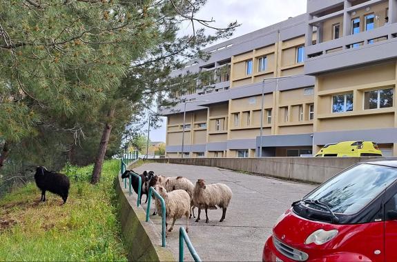 Πρόβατα στον προαύλιο χώρο του Νοσοκομείου Μυτιλήνης 