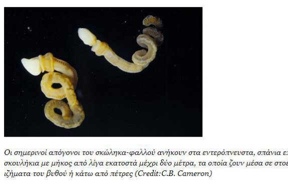 Ιδού το σκουλήκι-«φαλλός»