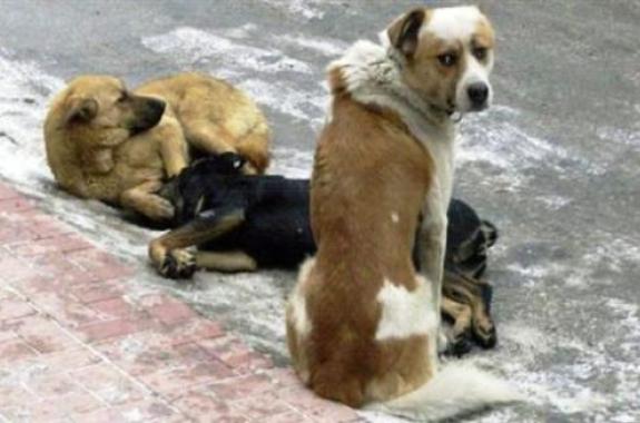 Π.Πατερέλλης καταγγέλλει αδιαφορία Δήμου Λέσβου για τα αδέσποτα